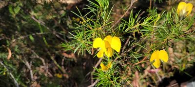 Gompholobium grandiflorum, photographed by Eamonn Culhane