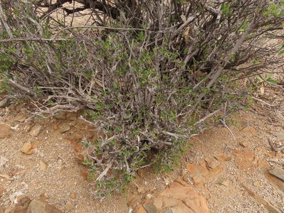 Bridgesia incisifolia, photographed by Nicolás Lavandero