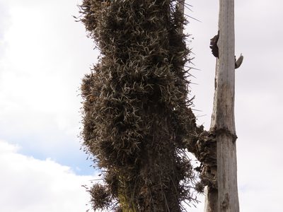 Tillandsia virescens, photographed by Nicolás Lavandero