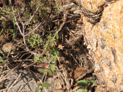 Diplolepis geminiflora, photographed by Nicolás Lavandero