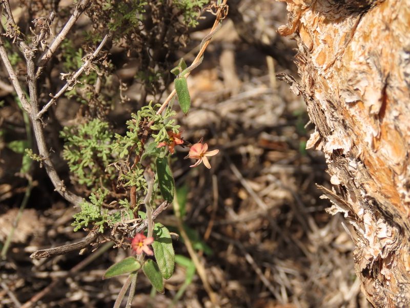 Diplolepis geminiflora, photographed by Nicolás Lavandero