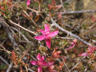 Krameria cistoidea, photographed by Nicolás Lavandero