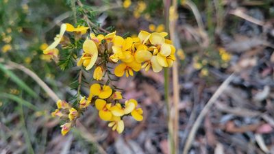 Dillwynia retorta, photographed by Eamonn Culhane
