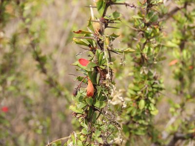 Berberis glomerata, photographed by Nicolás Lavandero
