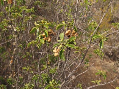 Llagunoa glandulosa, photographed by Nicolás Lavandero