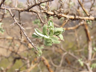 Proustia cuneifolia, photographed by Nicolás Lavandero