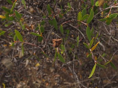 Colliguaja odorifera, photographed by Nicolás Lavandero
