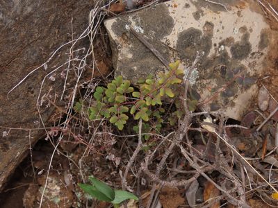 Pellaea myrtillifolia, photographed by Nicolás Lavandero