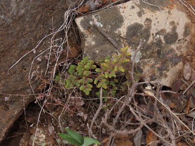 Pellaea myrtillifolia, photographed by Nicolás Lavandero