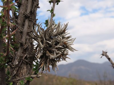 Tillandsia virescens, photographed by Nicolás Lavandero