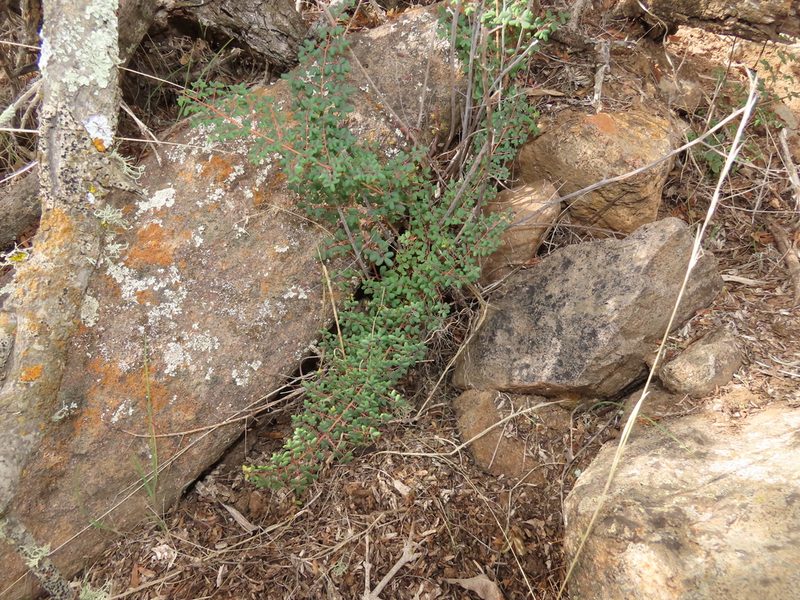 Pellaea myrtillifolia, photographed by Nicolás Lavandero