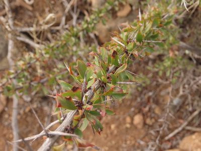Berberis glomerata, photographed by Nicolás Lavandero