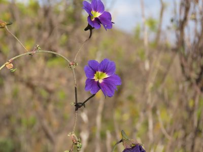 Tropaeolum azureum, photographed by Nicolás Lavandero