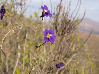 Tropaeolum azureum, photographed by Nicolás Lavandero