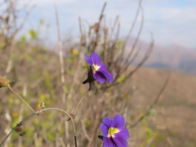Tropaeolum azureum, photographed by Nicolás Lavandero