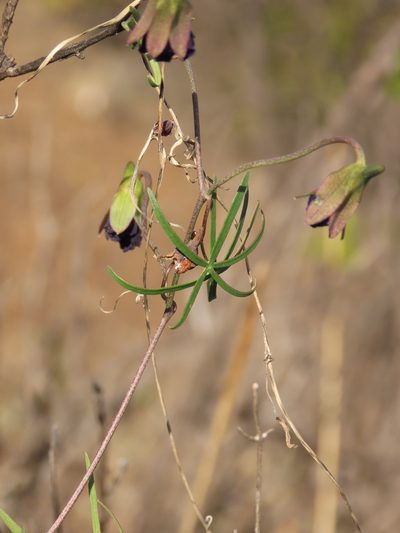 Tropaeolum azureum, photographed by Nicolás Lavandero