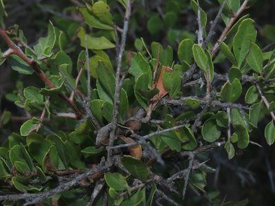 Schinus polygama, photographed by Nicolás Lavandero