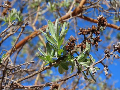 Proustia cuneifolia, photographed by Nicolás Lavandero