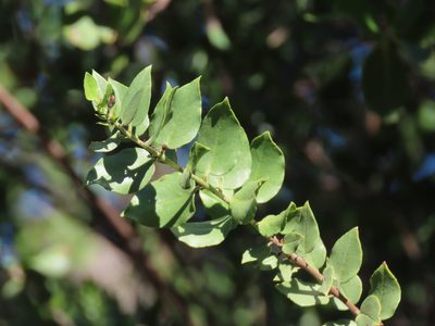 Monttea chilensis, photographed by Nicolás Lavandero