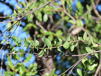 Monttea chilensis, photographed by Nicolás Lavandero