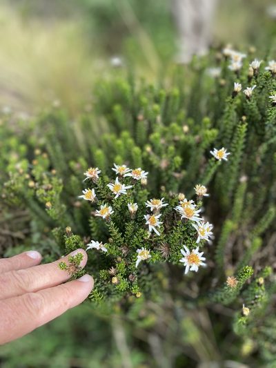 Diplostephium ericoides, photographed by tlaloc27