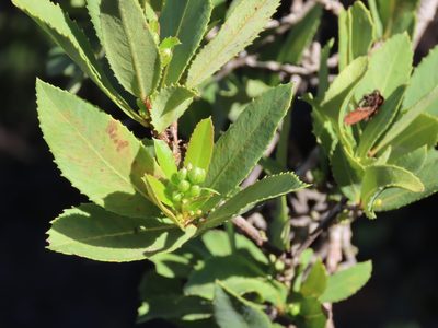 Kageneckia oblonga, photographed by Nicolás Lavandero
