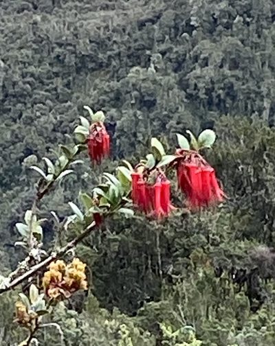 Ceratostema alatum, photographed by tlaloc27
