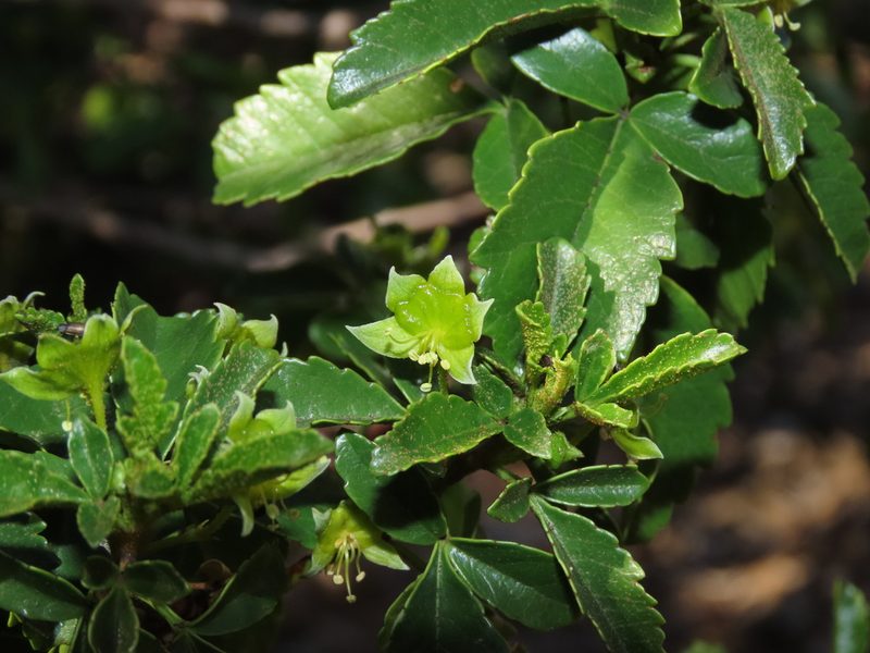 Llagunoa glandulosa, photographed by Nicolás Lavandero