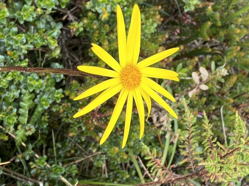 Dorobaea pimpinellifolia, photographed by tlaloc27