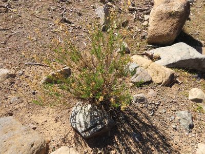 Gutierrezia resinosa, photographed by Nicolás Lavandero