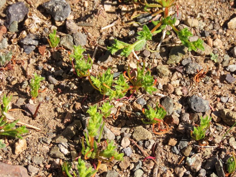 Lastarriaea chilensis, photographed by Nicolás Lavandero