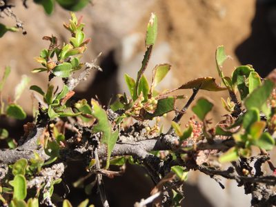 Schinus polygama, photographed by Nicolás Lavandero