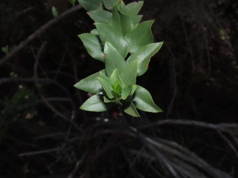 Monttea chilensis, photographed by Nicolás Lavandero