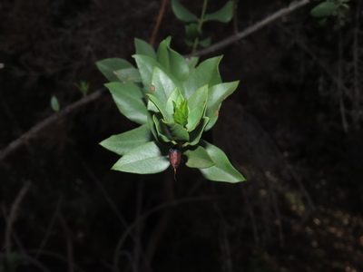 Monttea chilensis, photographed by Nicolás Lavandero