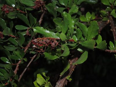Escallonia illinita, photographed by Nicolás Lavandero