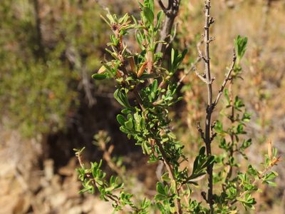 Clinopodium chilense, photographed by Nicolás Lavandero