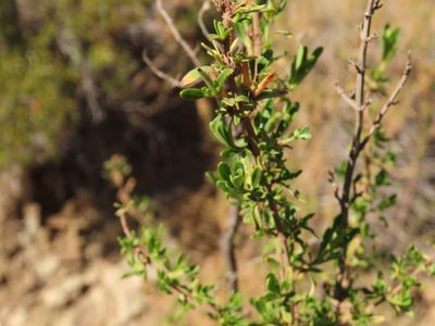Clinopodium chilense, photographed by Nicolás Lavandero