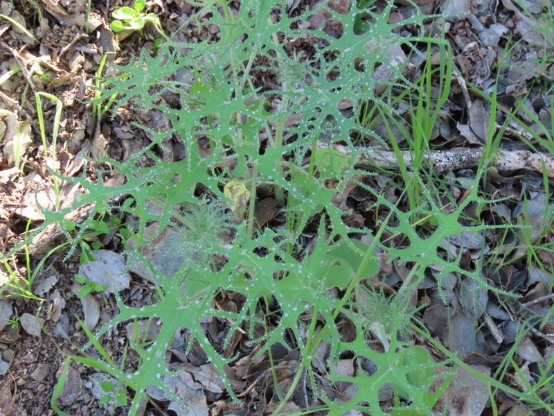 Loasa multifida, photographed by Nicolás Lavandero