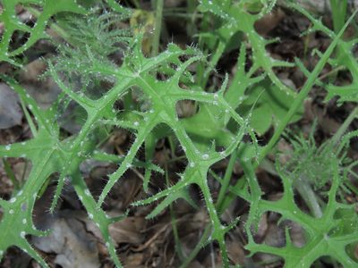 Loasa multifida, photographed by Nicolás Lavandero
