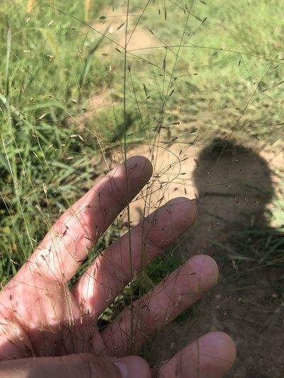 Eragrostis hirsuta, photographed by John Kees