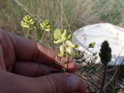 Astragalus collinus, photographed by Ellyne Geurts