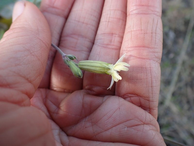Silene douglasii, photographed by Ellyne Geurts