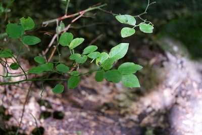 Vaccinium pallidum, photographed by Bonnie Semmling