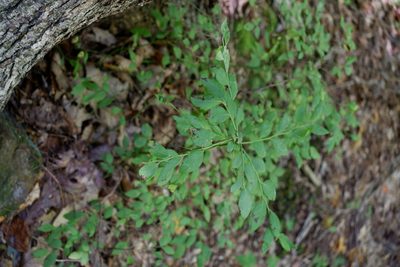 Vaccinium pallidum, photographed by Bonnie Semmling
