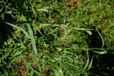 Setaria faberi, photographed by Bonnie Semmling