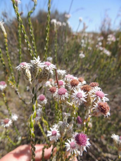 Lachnospermum imbricatum, photographed by Jacques van der Merwe
