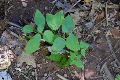Circaea canadensis, photographed by Bonnie Semmling