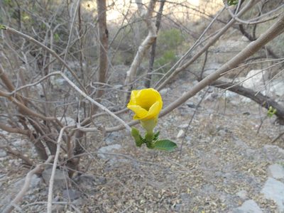 Tabernaemontana tomentosa, photographed by Alejandro Sigala Chávez