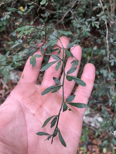 Pedleya acanthoclada, photographed by Samuel Frankel