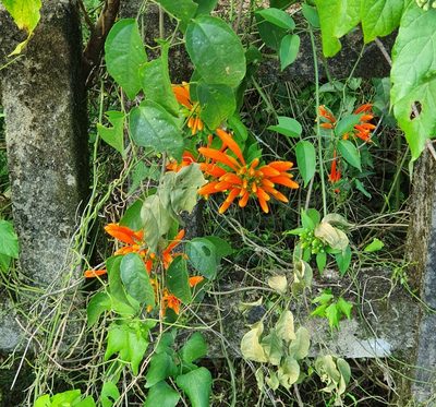 Pyrostegia venusta, photographed by lcsvoj